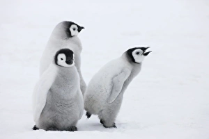 Images Dated 17th August 2011: Emperor Penguin (Aptenodytes forsteri) chicks on ice, Snow Hill Island, Antarctica