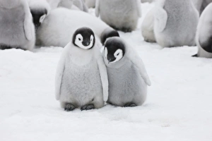 Images Dated 17th August 2011: Emperor Penguin (Aptenodytes forsteri) chicks on ice, Snow Hill Island, Antarctica