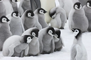 Images Dated 17th August 2011: Emperor Penguin (Aptenodytes forsteri) chicks on ice, Snow Hill Island, Antarctica