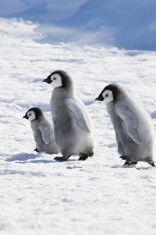Images Dated 17th August 2011: Emperor Penguin (Aptenodytes forsteri) chicks on ice, Snow Hill Island, Antarctica