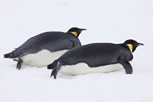 Images Dated 17th August 2011: Emperor Penguin (Aptenodytes forsteri) glides on ice, Snow Hill Island, Antarctica
