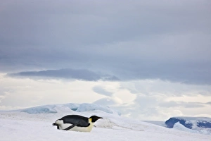 Images Dated 17th August 2011: Emperor Penguin (Aptenodytes forsteri) glides on ice, Snow Hill Island, Antarctica