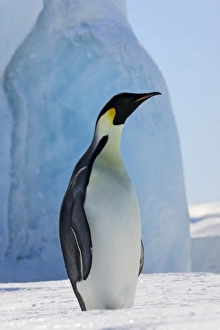 Images Dated 17th August 2011: Emperor Penguin (Aptenodytes forsteri) on ice, Snow Hill Island, Antarctica