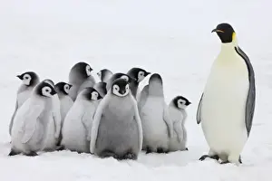 Images Dated 17th August 2011: Emperor Penguin (Aptenodytes forsteri) parent with chick on ice, Snow Hill Island