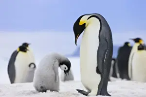 Images Dated 17th August 2011: Emperor Penguin (Aptenodytes forsteri) parent with chick on ice, Snow Hill Island