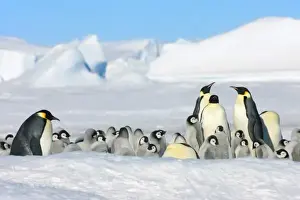 Images Dated 17th August 2011: Emperor Penguin (Aptenodytes forsteri) parent with chick on ice, Snow Hill Island