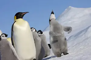 Images Dated 17th August 2011: Emperor Penguin (Aptenodytes forsteri) parent with chick on ice, Snow Hill Island