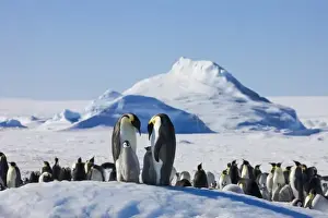 Images Dated 17th August 2011: Emperor Penguin (Aptenodytes forsteri) parent with chick on ice, Snow Hill Island