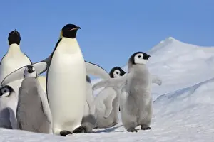 Images Dated 17th August 2011: Emperor Penguin (Aptenodytes forsteri) parent with chick on ice, Snow Hill Island
