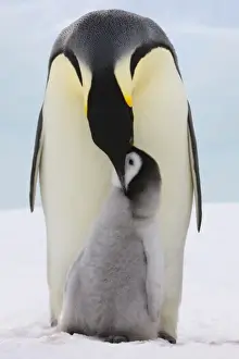 Images Dated 17th August 2011: Emperor Penguin (Aptenodytes forsteri) parent feeding chick on ice, Snow Hill Island
