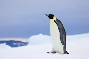 Images Dated 17th August 2011: Emperor Penguin (Aptenodytes forsteri) on Snow Hill Island, Antarctica