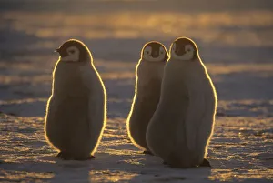 Children Prints: Emperor Penguins, (Aptenodytes forsteri), Chicks at Atka Bay, Antarctica