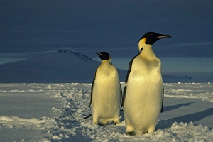 Emperor Penguins, (Aptenodytes forsteri), Mt. Melbourne behind, Cape Washington, Ross Sea
