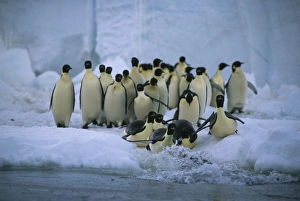 Emperor Penguins, (Aptenodytes forsteri), entering water, Cape Roget colony, Ross Sea, Antarctica