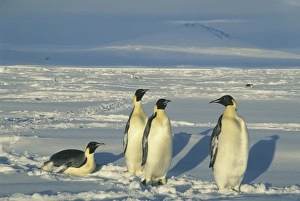 Move Prints: Emperor Penguins, (Aptenodytes forsteri), Mt. Melbourne behind, Cape Washington, Ross Sea