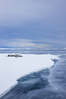 Images Dated 17th August 2011: Emperor Penguins (Aptenodytes forsteri) on ice, Snow Hill Island, Antarctica