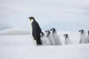 Images Dated 17th August 2011: Emperor Penguins (Aptenodytes forsteri) parent with chick on ice, Snow Hill Island