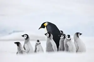 Images Dated 17th August 2011: Emperor Penguins (Aptenodytes forsteri) parent with chick on ice, Snow Hill Island