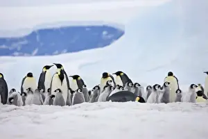 Images Dated 17th August 2011: Emperor Penguins (Aptenodytes forsteri) parent with chick on ice, Snow Hill Island