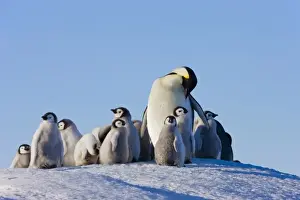 Images Dated 17th August 2011: Emperor Penguins (Aptenodytes forsteri) parent with chick on ice, Snow Hill Island