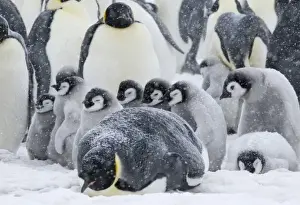 Images Dated 17th August 2011: Emperor Penguins (Aptenodytes forsteri) parent with chicks in snowstorm. Snow Hill Island