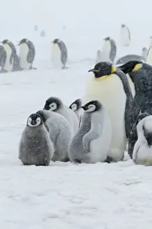 Images Dated 17th August 2011: Emperor Penguins (Aptenodytes forsteri) parent with chicks in snowstorm. Snow Hill Island