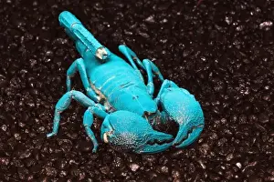 Images Dated 6th November 2010: Emperor Scorpion (Pandinus imperato) flourescing under black light, Africa