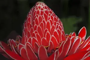 Images Dated 24th March 2007: Emperors Torch Ginger (Etlingera elatior) Selva Verde Gardens, Costa Rica