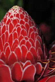 Ginger Flower Prints: Emperors Torch Ginger (Etlingera elatior) Selva Verde Gardens, Costa Rica