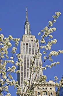 Images Dated 15th April 2005: Empire State Building framed by flowering tree New York City