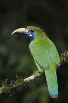 Images Dated 13th December 2006: EMTO, 017, Rolf N, Emerald Toucanet