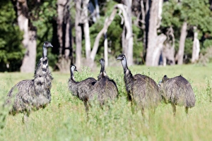 Images Dated 11th December 2011: Emu (Dromaius novaehollandiae). The Emu is quite common in Australia and is also