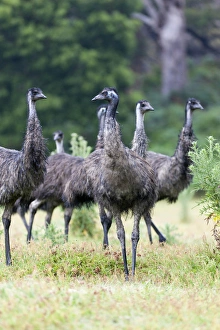 Ostrich Prints: Emu (Dromaius novaehollandiae). The Emu is quite common in Australia and is also