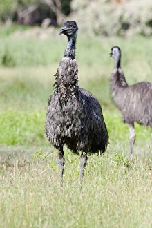 Emu (Dromaius novaehollandiae). The Emu is quite common in Australia and is also