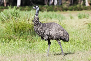 Images Dated 7th December 2011: Emu (Dromaius novaehollandiae). The Emu is quite common in Australia and is also