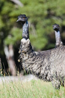 Images Dated 11th December 2011: Emu (Dromaius novaehollandiae). The Emu is quite common in Australia and is also