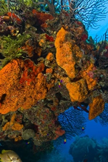 Images Dated 8th May 2004: encursting organge and red sponges ((Diplastrella sp.) Hol Chan Marine Park, Ambergris Caye