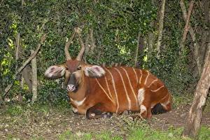 Images Dated 2021: An endangered African bongo