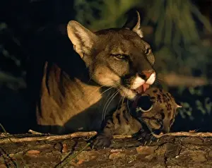 Family Prints: Endangered Florida Panther licking cub (Felis concolor coryi). Florida