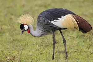 Wading Bird Prints: Endangered Grey-crowned crane (Balearica regulorum) crouches down in grassy area