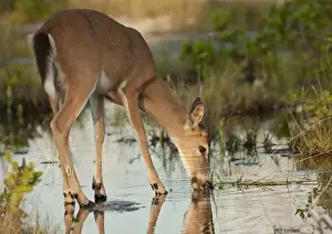 Marsh Prints: Endangered key deer buck drinking water from mangrove marsh, Odocoileus virginaus clavium