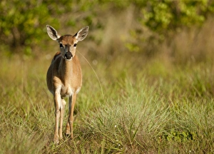 Images Dated 9th June 2009: Endangered key deer, Odocoileus virginaus clavium
