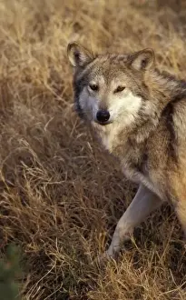 Wolf Prints: Endangered Mexican Wolf, Canus lupus baileyi (captive), Living Desert SP, Carlsbad, NM