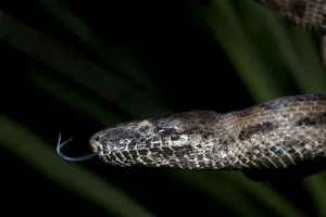 Endangered Specie Prints: Endangered Puerto Rican Boa, Epicrates inornatus, controlled, Toro Negro NF. Puerto Rico