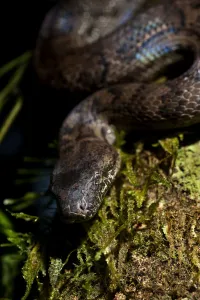 Images Dated 7th April 2009: Endangered Puerto Rican Boa, Epicrates inornatus, controlled, Toro Negro NF. Puerto Rico