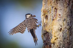 The endangered red-cockaded woodpecker only nests in cavities made in live pine trees The endangered red-cockaded woodpecker only nests in cavities made in live pine trees