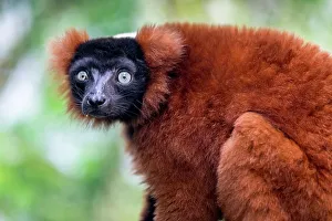 Arboreal Prints: An endangered red ruffed lemur from Madagascar