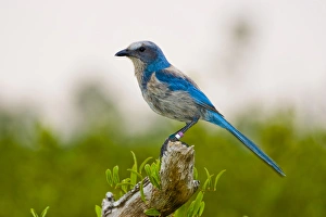 Images Dated 23rd May 2005: The endangered scrub jay is natibe to rare scrub habitats in Florida. Their friendly