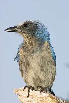 Species Prints: The endangered scrub jay is natibe to rare scrub habitats in Florida. Their friendly