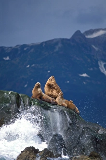 Katmai Prints: Endangered stellar sea lions, Eumetopias jubatus, sun themselves along the coast